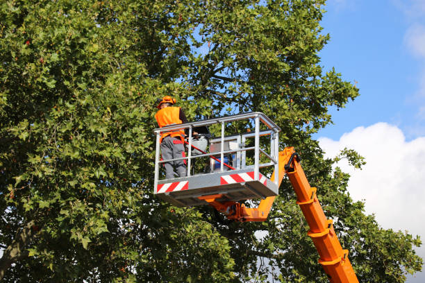 Why Choose Our Tree Removal Services in Carlisle, OH?