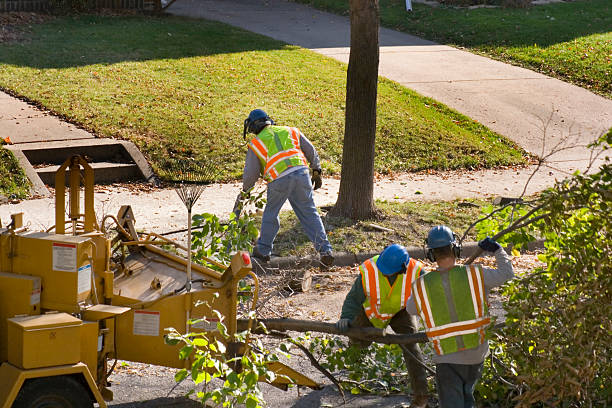 Carlisle, OH  Tree Services Company